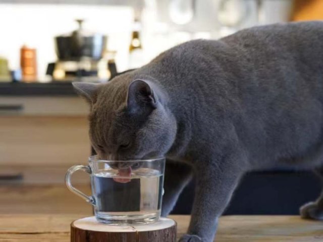 5 Essential Steps to Choose the Perfect Water Fountain for Your Cat