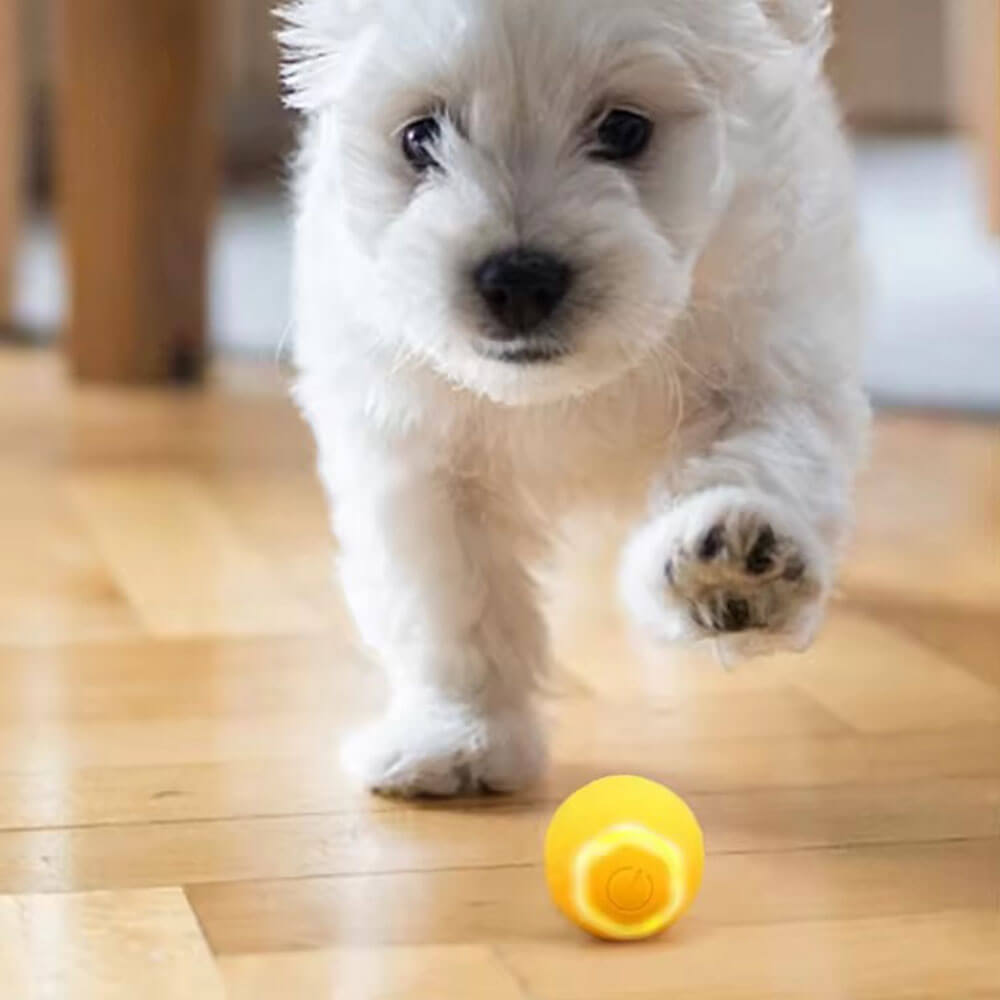 Automatic pet toy ball