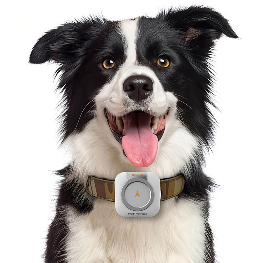 Pet Health Monitor with 4G tracker