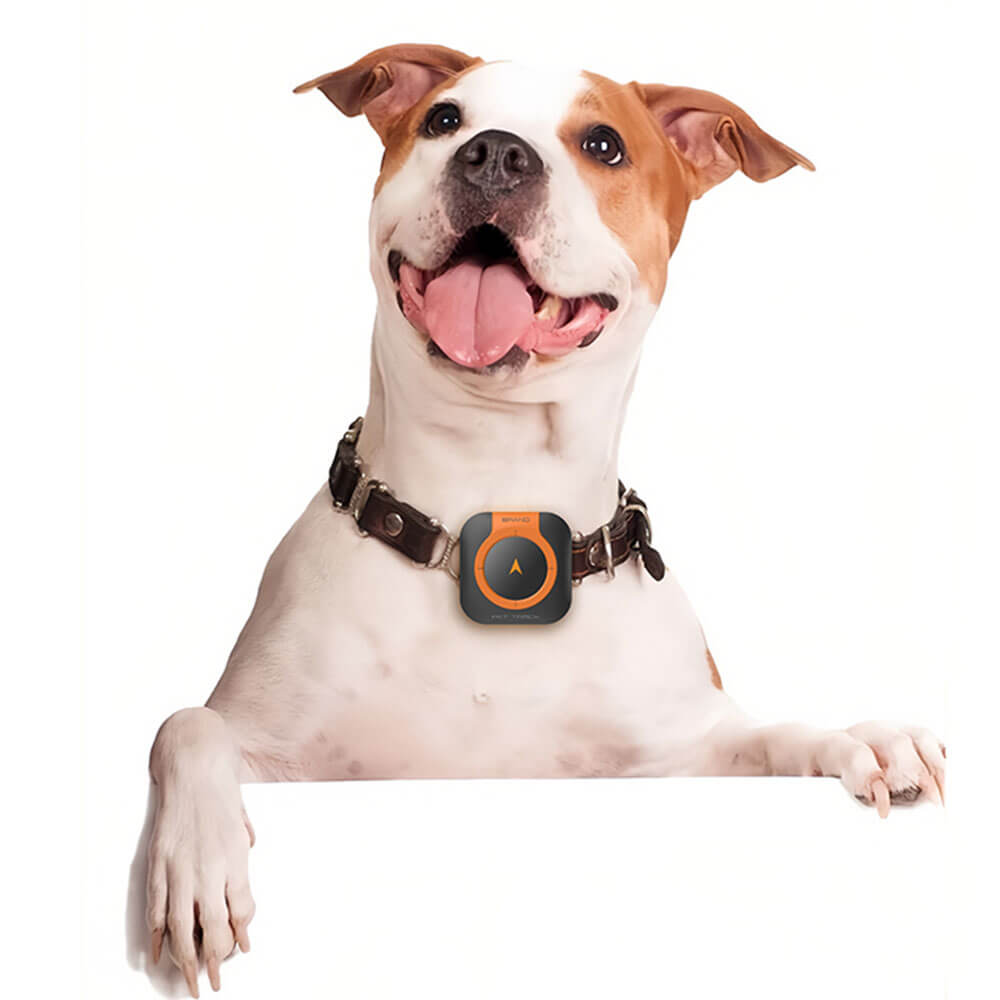 Pet Health Monitor with 4G tracker